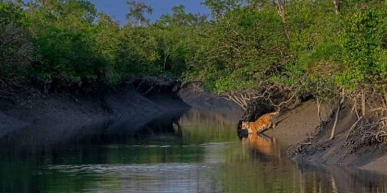 Adventure in Amazing Mangrove Forest - Sundarban Tiger Roar Resort