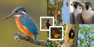 Read more about the article Bird Watching at Sundarban