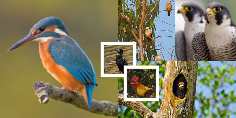 You are currently viewing Bird Watching at Sundarban