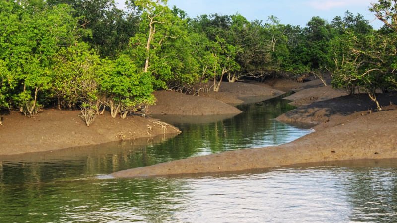 Creeks of Sundarban