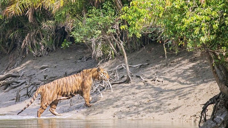 Sundarban Wildlife Photography Tour - 3 Nights 4 Days -