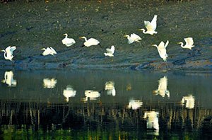 Birds of Sundarban