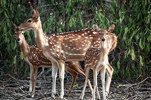 Fauna of Sundarban