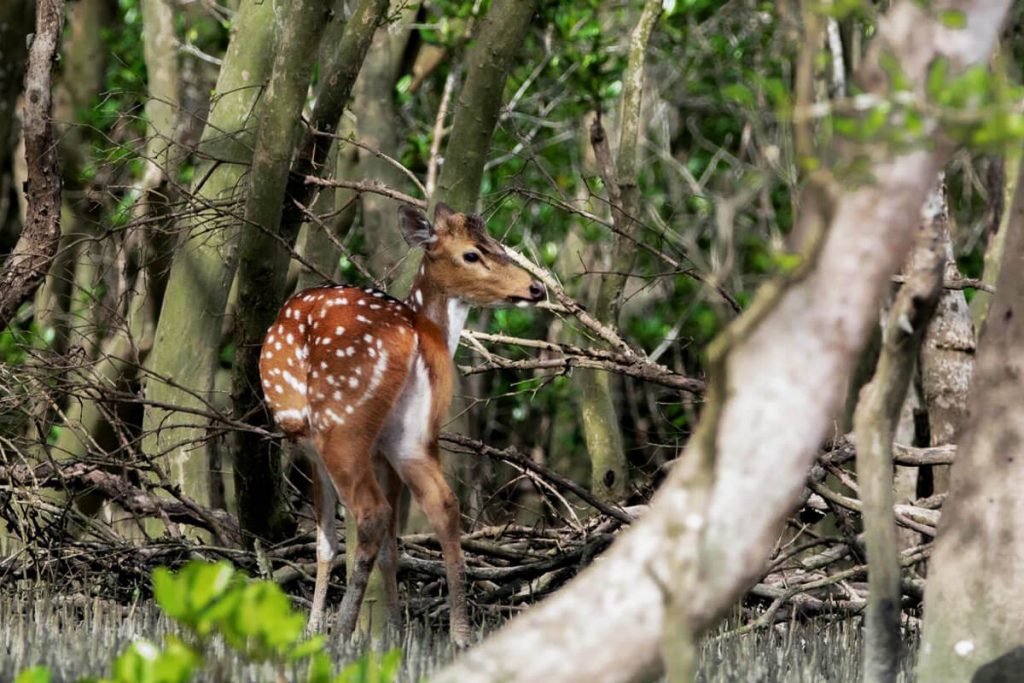 sundarban-tour-package-007