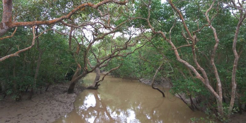 Read more about the article Major Factors of Sundarban Forest