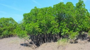 1-Night 2 Days Tour-Sundarban Mangrove Forest