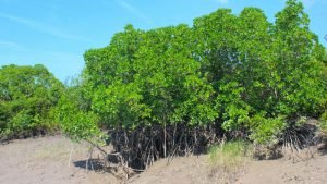 Sundarban Mangrove Forest