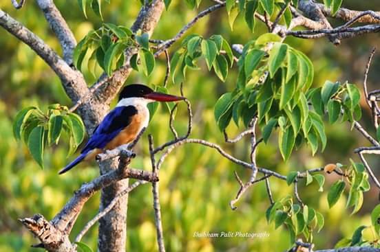 Fauna of Sundarban