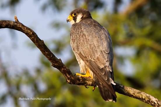 Birds of Sundarban