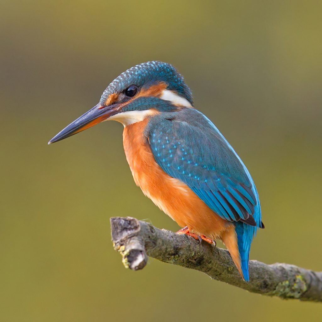 Common_Kingfisher