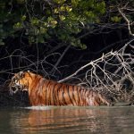Enjoy Wild-Nature from Sundarban Tiger Roar Resort