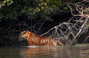 Enjoy Wild-Nature from Sundarban Tiger Roar Resort