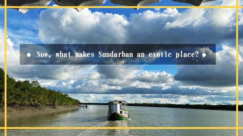 Sundarban Boat