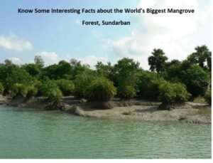 Read more about the article Know Some Interesting Facts about the World’s Biggest Mangrove Forest, Sundarban