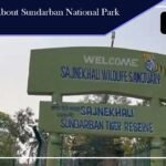 The Best Things About Sundarban National Park you may not know