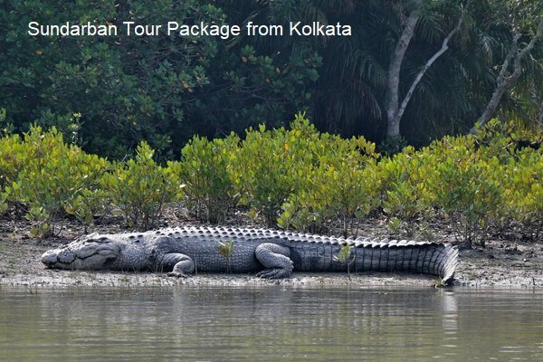 Read more about the article Sundarban Tour Package from Kolkata