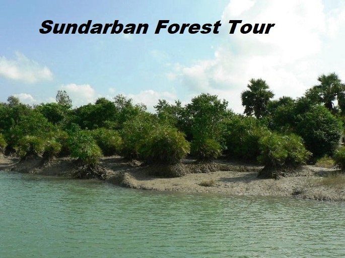 Read more about the article Sundarban Forest Tour