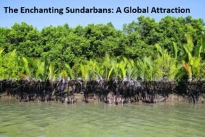 Read more about the article Book Sundarbans Trip : A Global Attraction