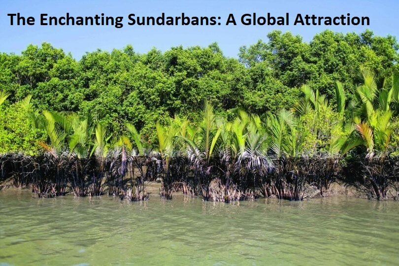 Read more about the article Book Sundarbans Trip : A Global Attraction