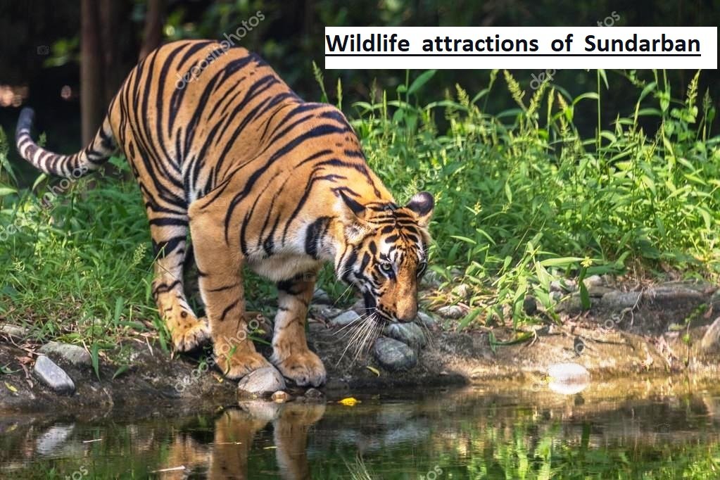 Wildlife attractions of Sundarban