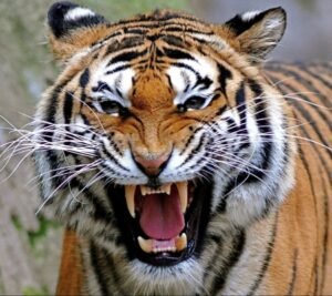 Royal Bengal Tiger