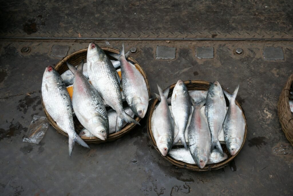 sundarban hilsa festival 1