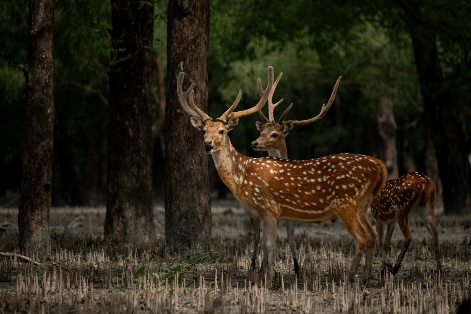 You are currently viewing Is Summer Trip to Sundarban a Good Weekend Travel Choice?