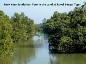 Read more about the article Book Your Sundarban Tour in the Land of Royal Bengal Tiger