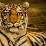 Tiger Tourism in Sundarban, the Largest Mangrove Forest