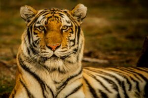 Read more about the article Tiger Tourism in Sundarban, the Largest Mangrove Forest