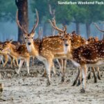 Sundarban Weekend Package: How to Shortlist the Best?