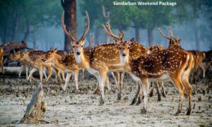 Read more about the article Sundarban Weekend Package: How to Shortlist the Best?