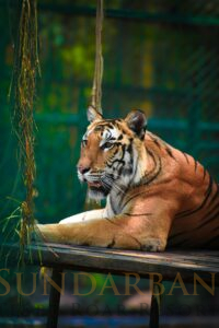 Read more about the article Trip to Sundarban: How to plan a Sundarban trip? Copy