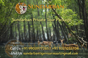 Read more about the article Sundarban Private Tour Package with Personalized Itineraries