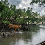 Nature Photography in Sundarban: Frame Monsoon Magic