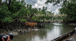 Read more about the article Nature Photography in Sundarban: Frame Monsoon Magic